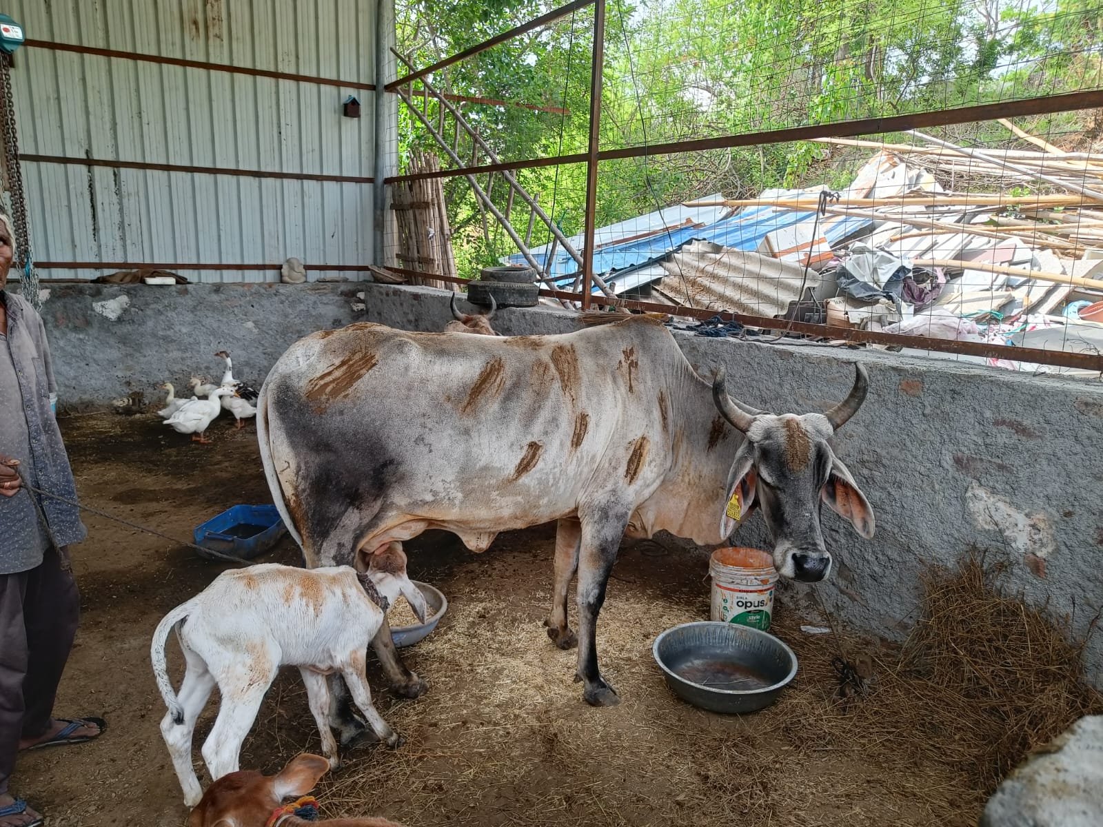 ओंकारेश्वर गौ सेवा समिति: गौ सेवा और मानव सेवा का समर्पित अभियान